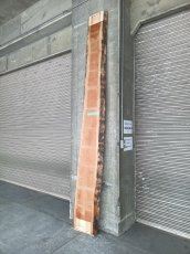 画像3: ≪未加工≫無垢一枚板 両耳 人乾材 ブラックチェリー W3335×D390~450×t55 (3)