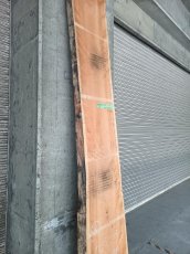 画像8: ≪未加工≫無垢一枚板 両耳 人乾材 ブラックチェリー W3090×D500~685×t55 (8)
