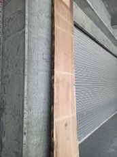 画像19: ≪未加工≫無垢一枚板 両耳 人乾材 ブラックチェリー W3090×D500~685×t55 (19)