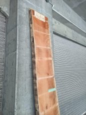 画像9: ≪未加工≫無垢一枚板 両耳 人乾材 ブラックチェリー W3140×D500~630×t55 (9)